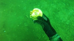 Placopecten magellanicus