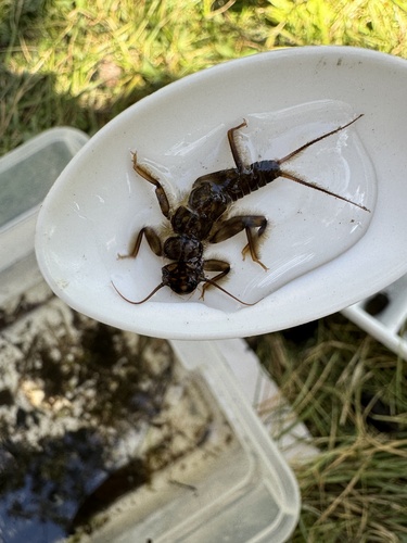 iNaturalist observation photo of Common Stoneflies