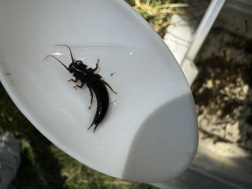 iNaturalist observation photo of Giant Stoneflies and Salmonflies