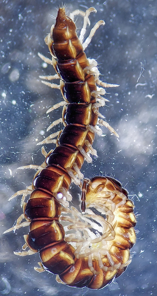 Greenhouse millipede (Oxidus gracilis)