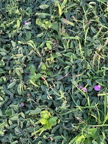 Varileaf milkpea (Galactia heterophylla)