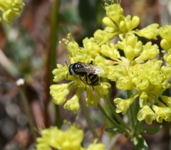 Calliopsis