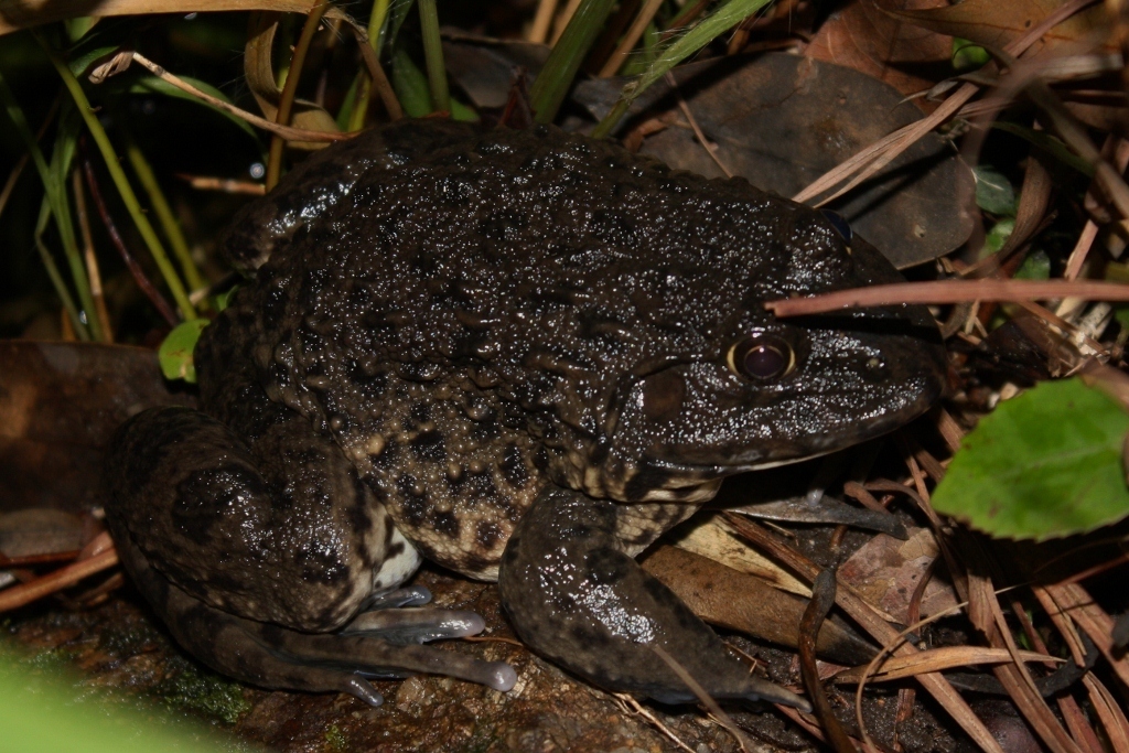 Chinese Edible Frog (Frogs of XTBG) · iNaturalist
