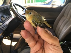 Pachysylvia aurantiifrons