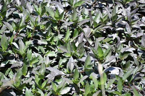 Hygrophila corymbosa observed 2025-06-18