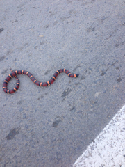 Lampropeltis annulata