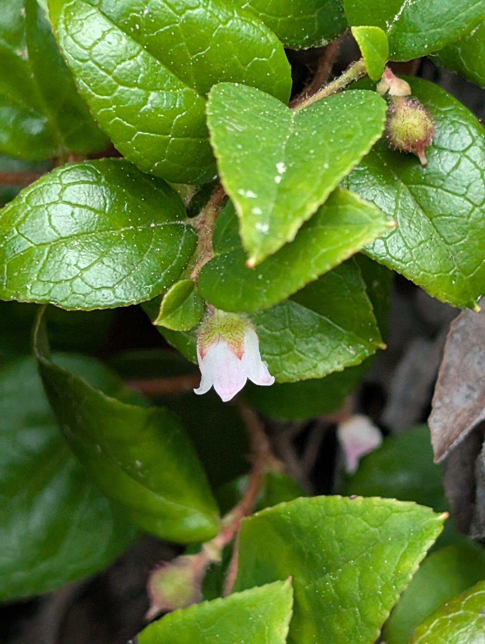 Gaultheria ovatifolia