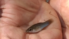 Poecilia mexicana limantouri