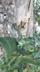 Sciurus niger