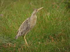 Pinnated Bittern photo 3