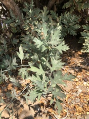 Romneya coulteri