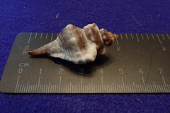 Eupleura muriciformis