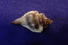 Eupleura muriciformis