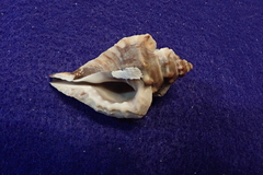 Eupleura muriciformis