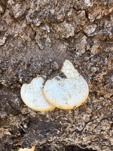 iNaturalist observation photo of Veiled Polypore