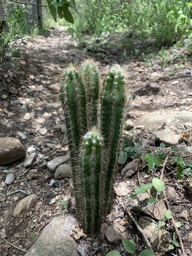 Pilosocereus polygonus, photograph 4