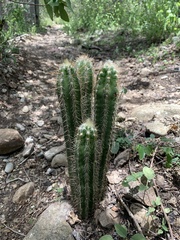 Pilosocereus polygonus, photograph (c) Dairon Cuevas Riveras, some rights reserved (CC BY-SA)