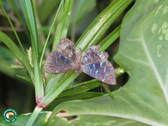 Ionotus alector