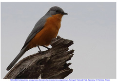 Melaenornis semipartitus