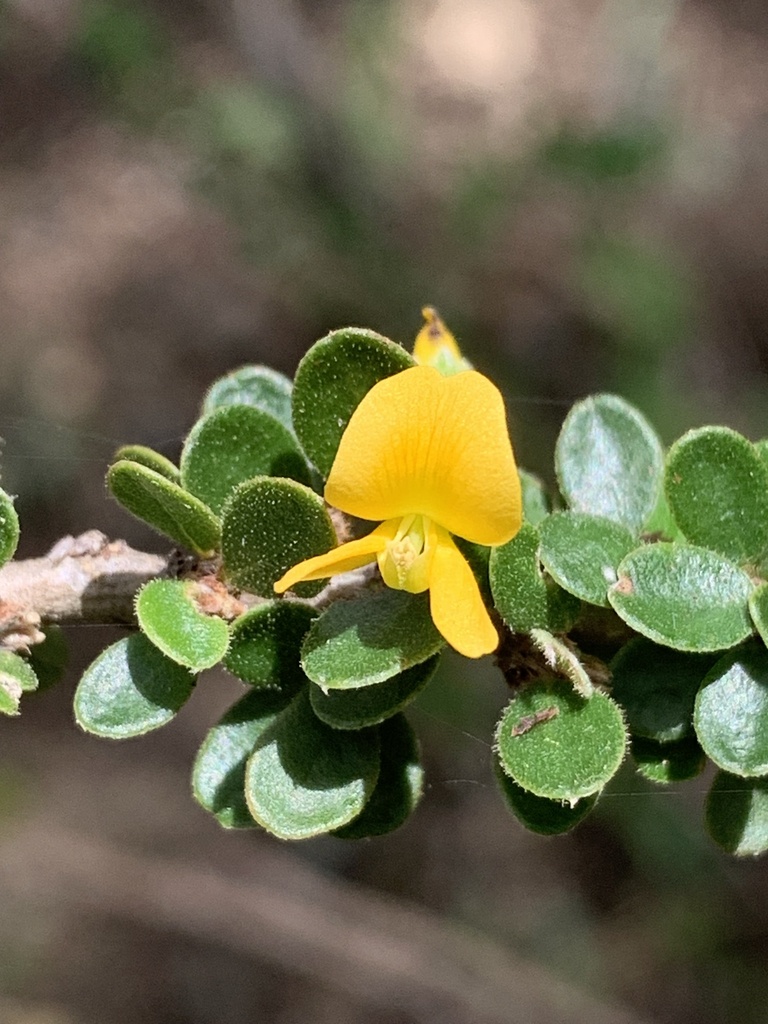 Brya buxifolia