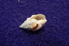 Nassarius gallegosi