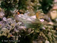 Hypselodoris zephyra