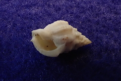 Nassarius gallegosi