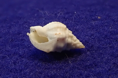 Nassarius gallegosi