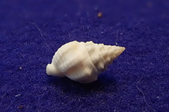 Nassarius gallegosi
