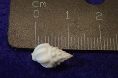 Nassarius gallegosi