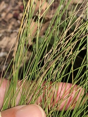 Nassella tenuissima