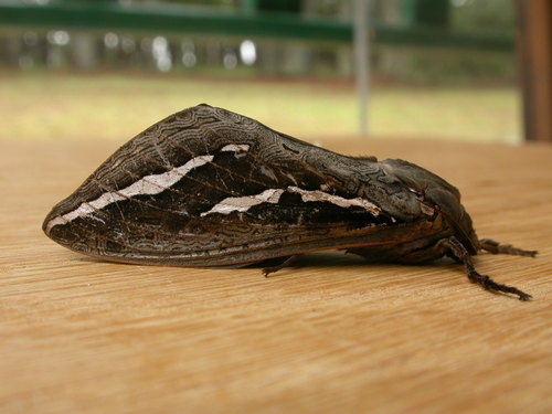 Labyrinthine Ghost Moth