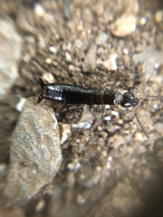Dermaptera