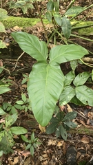 Philodendron barrosoanum