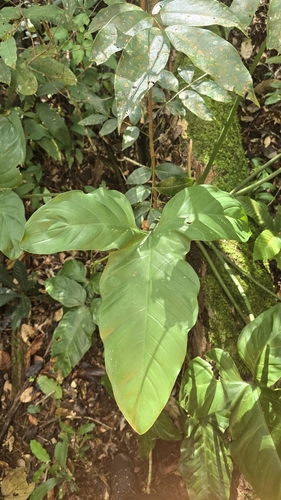 Philodendron barrosoanum, photograph 2
