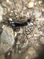 Dermaptera