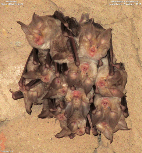Bokhara Horseshoe Bat (Rhinolophus bocharicus) — Least Concern Mammalia