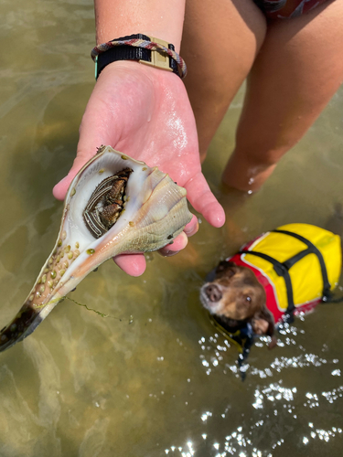 Thinstripe Hermit Crab