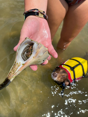 Thinstripe Hermit Crab