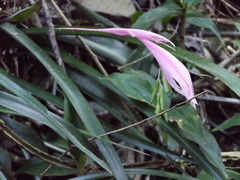 Billbergia distachia