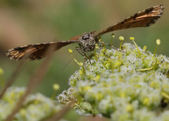 Epirrhoe plebeculata
