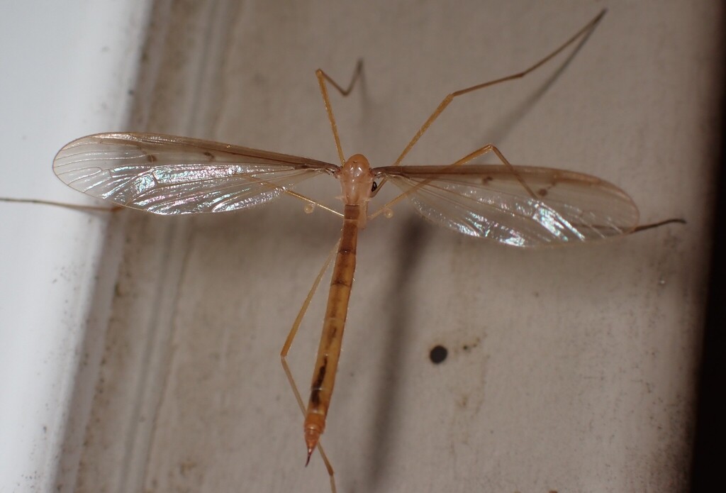 Tricyphona inconstans