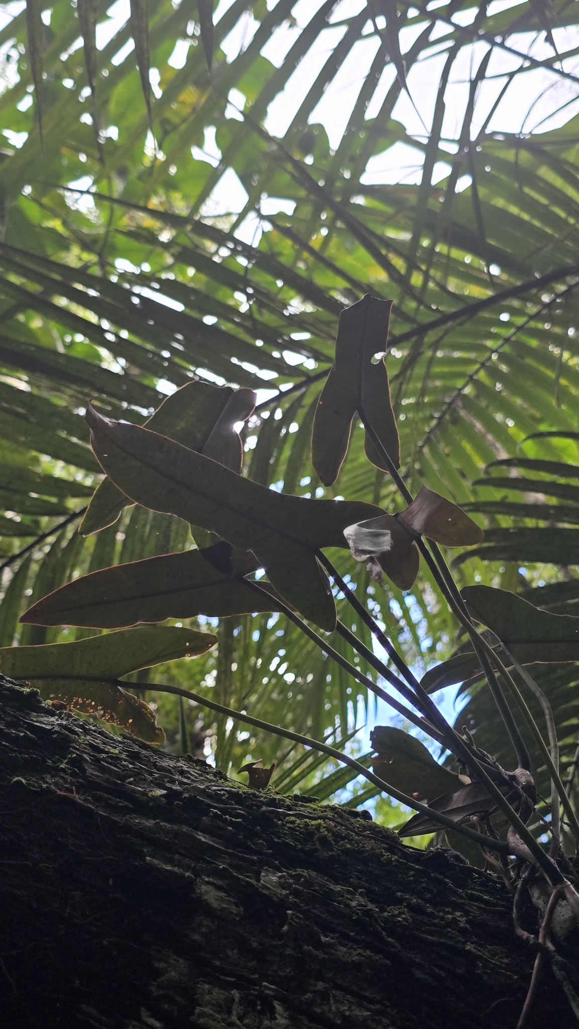Philodendron atabapoense