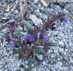 Phacelia quickii