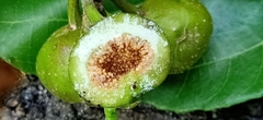 Ficus racemosa