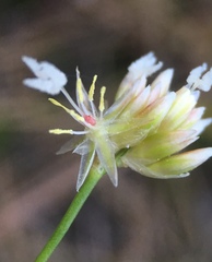 Juncus chlorocephalus