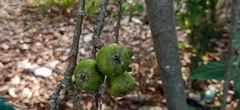 Ficus racemosa