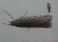 Scoparia chalicodes