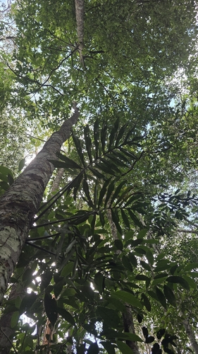 Philodendron tortum, photograph 2
