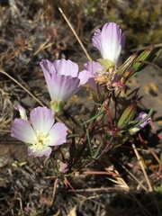 Clarkia arcuata